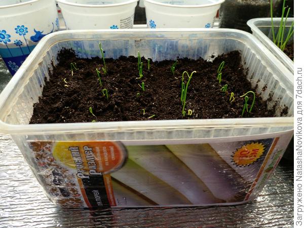 посев 11 марта