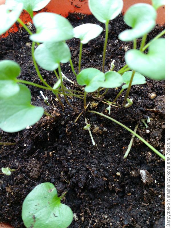 эти от корня пошли