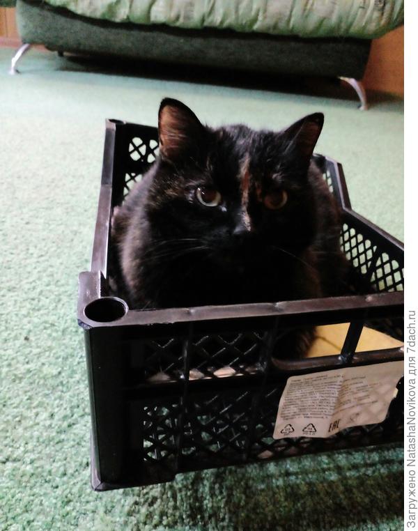 устроила себе в нём домик, а мне рассаду в нём переносить для полива