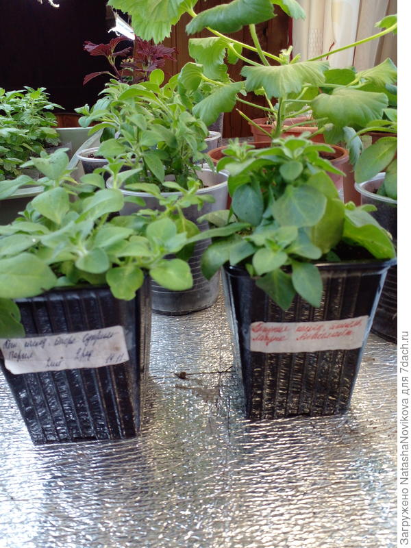 мучаются без солнышка, ждём весну)).