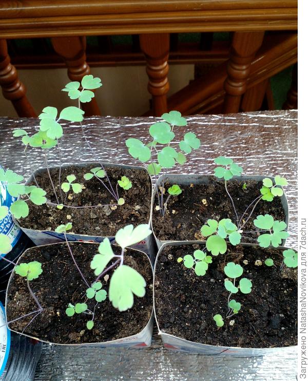 аквилегия гибридная, цветение обещают в первый год