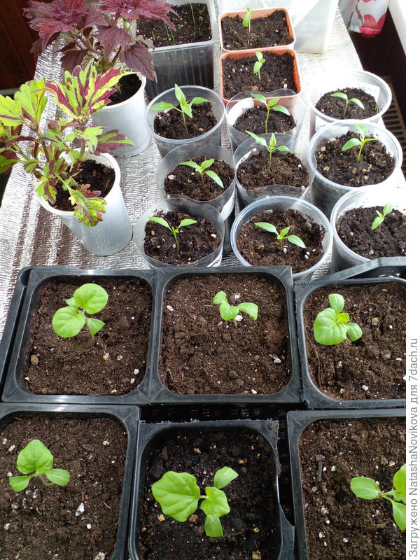 места мало на столах, на подоконниках пока холодно