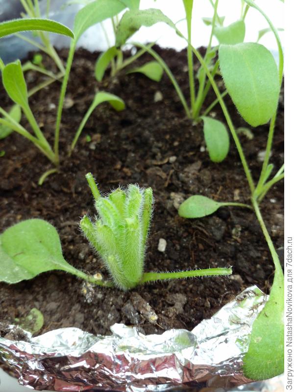 через пару дней буду пересаживать, самую высокую обрезала сутки назад, пока живая, срез не вянет.