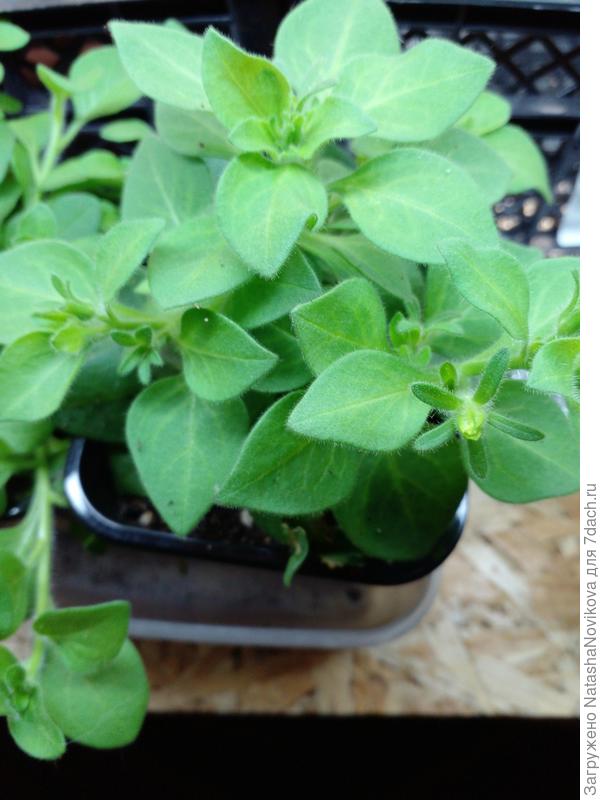 петунья цвет набирает, но всё равно отчикаю