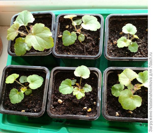 растёт, не торопится))