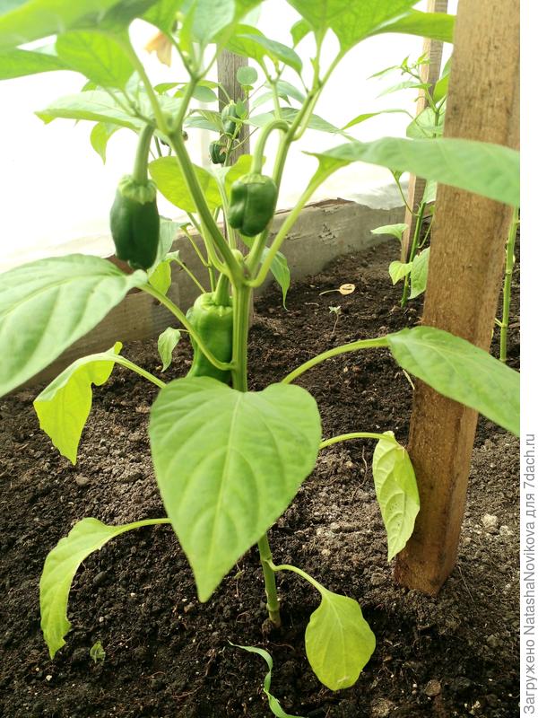 27 мая высадила его в грунт