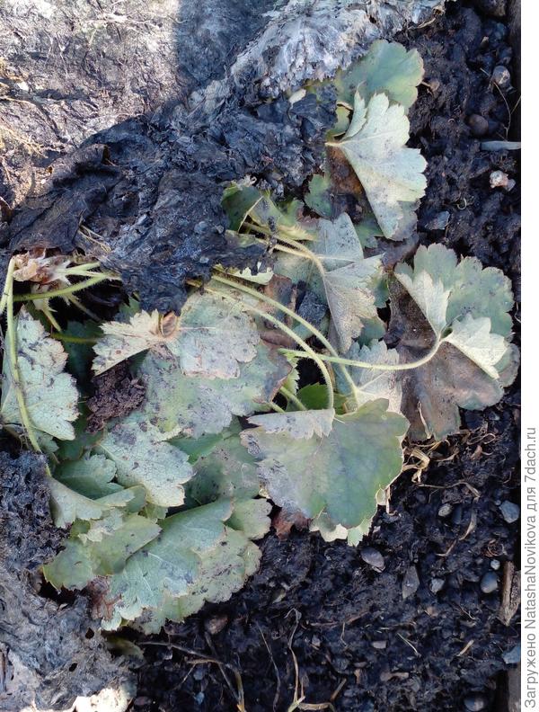 буду караулить морозы, если что накину укрывной, дуги пока не втыкаются в землю