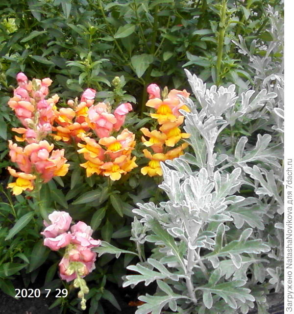 полынь не высокая, см 30/40