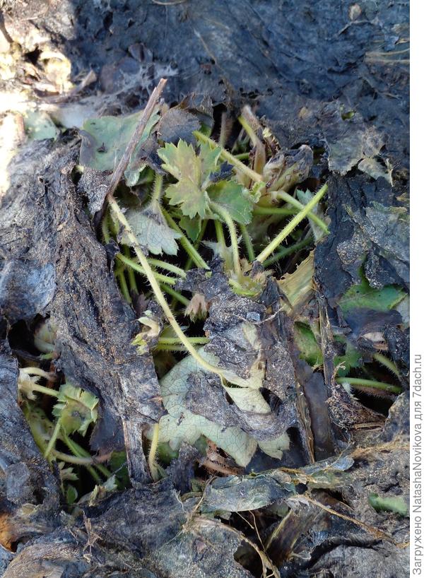 гейхеры выходят из зимы неряхами((