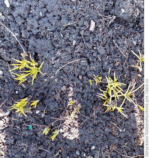 тянутся к жизни, пожелтели от мороза