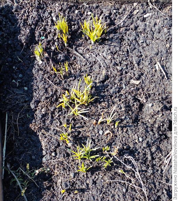 так хочется обрыхлить их и дать им кислорода, но тяпочка только на пару сантиметров в землю входит...
