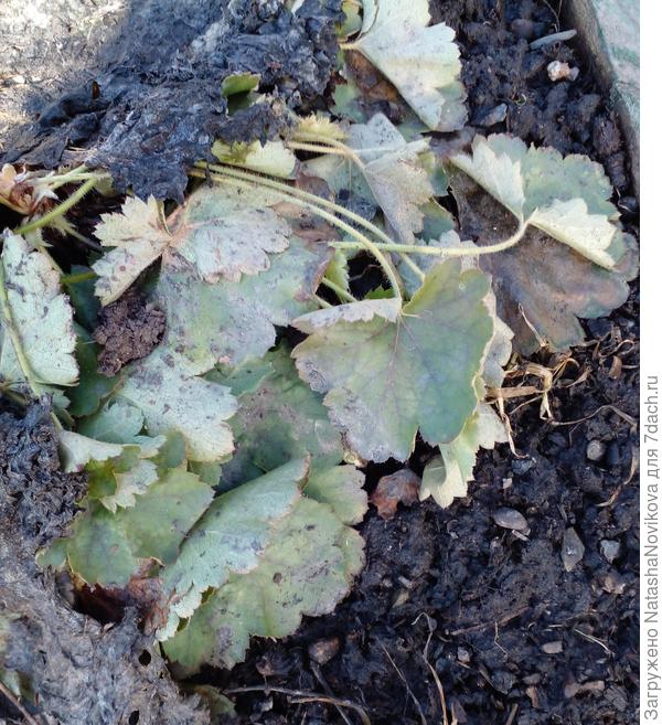 но снимать старую ботву боюсь, ночи бывают морозными, да и пристывшая ещё ботва