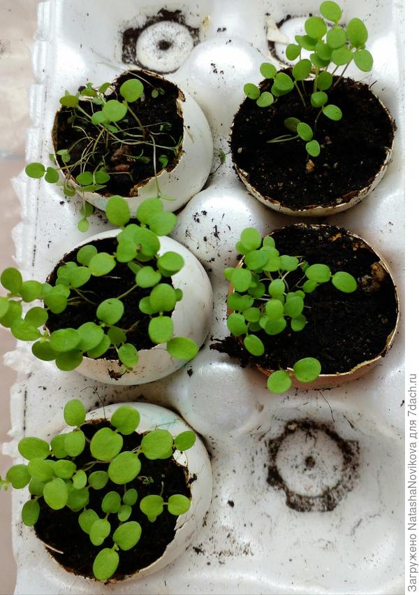 подроста лобулярия