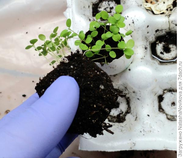 корешочки тонюсенькие