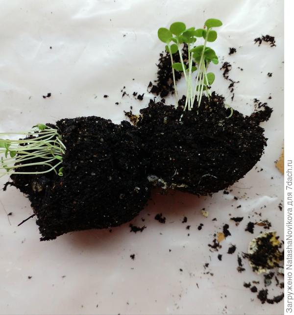 очистила от скорлупок