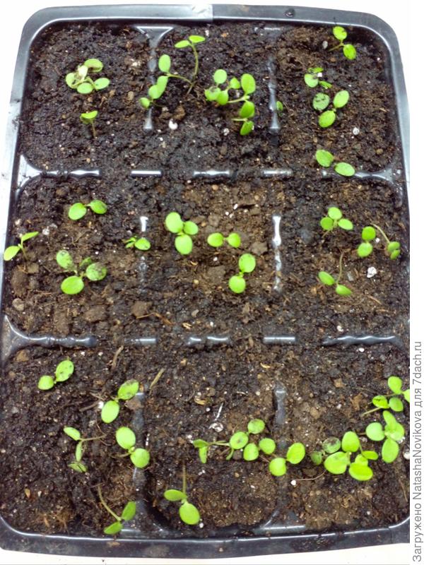 распикировала по несколько штучек в кассеты, позднее перевалю в более крупные