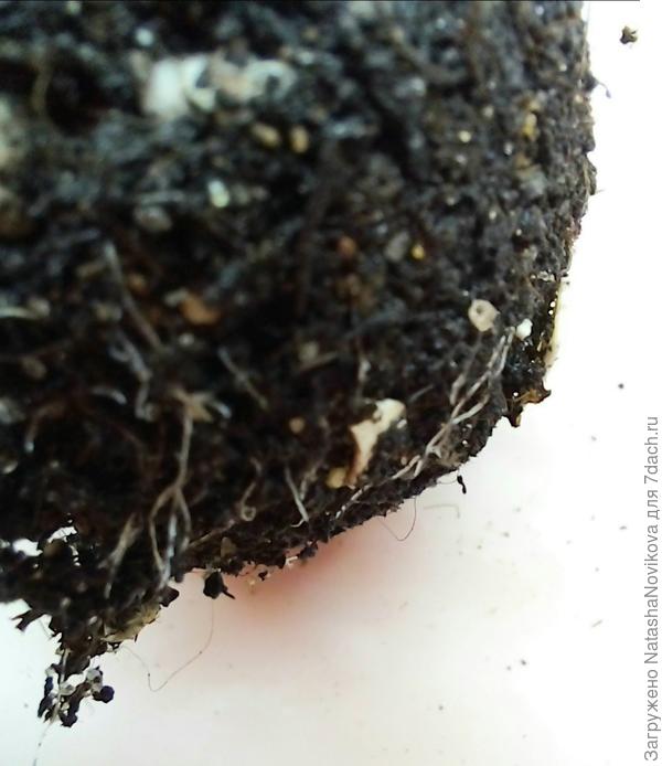 как паутинки