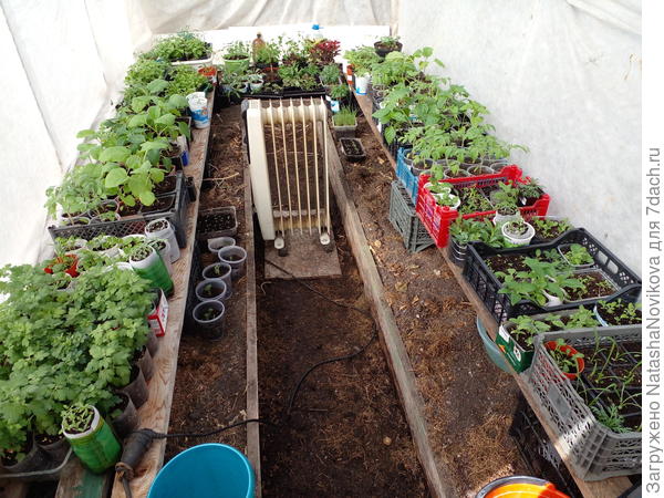 Расти моя рассада - отрада, на радость мне))