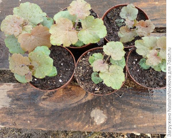 в больших стаканчиках потерпят ещё месяц