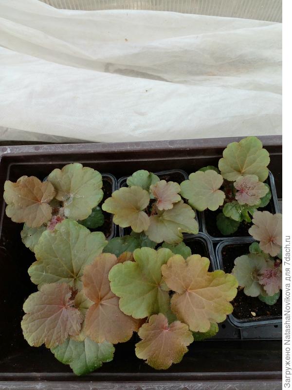 красотульки мои))