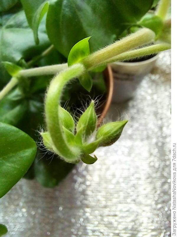 январский черенок набирает цвет.