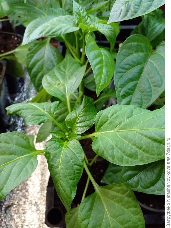 перцы сеяла 9 марта