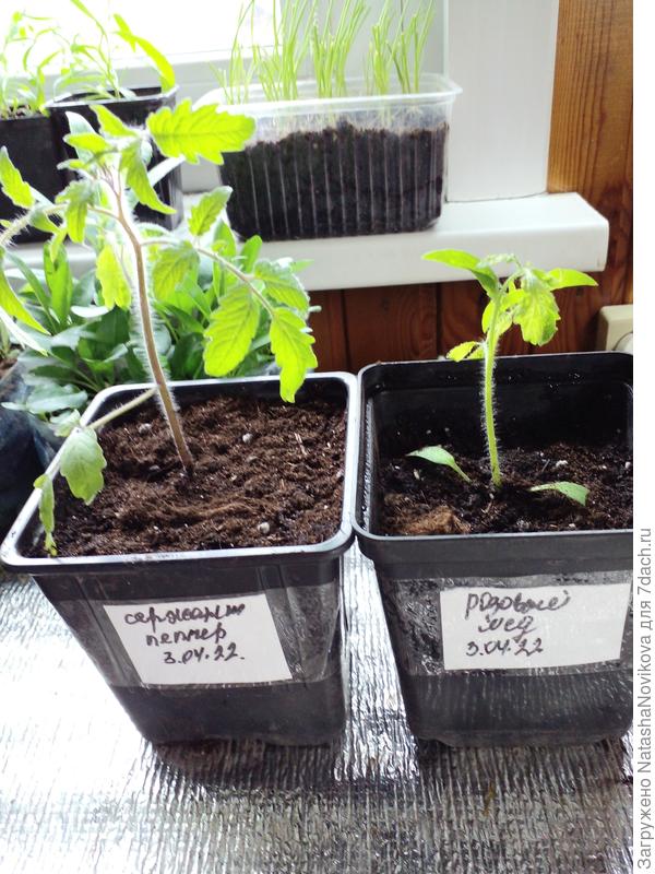 эти сеяла 4 апреля, вроде как раз угадала, судя по нынешней весне