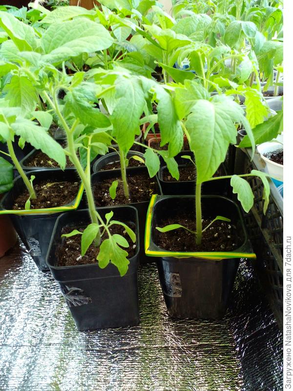 эти торопыги были посеяны 24 марта