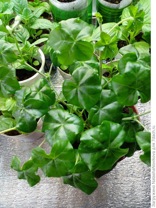 только с плющелистной пеларгонией угадала