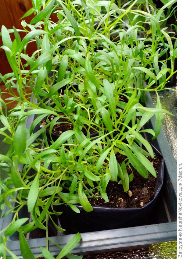 в августе брала черенок,  наросло штук тридцать