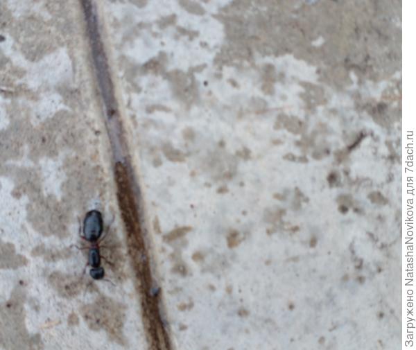 ну этот обыкновенный, по земле не бегает, всё по дорожке