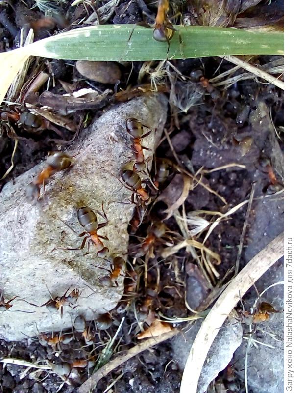 а эти перламутровые