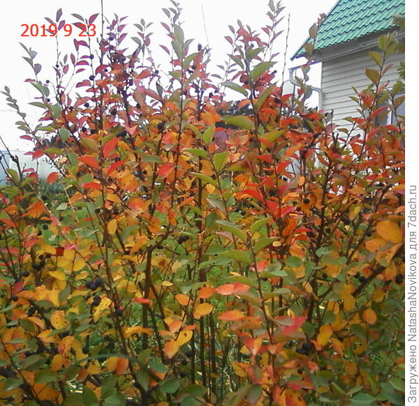 кизильники красивЫ до снега