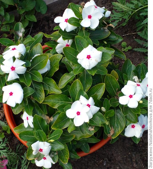 белый катарантус повреждался клещиком меньше, чем розовый.