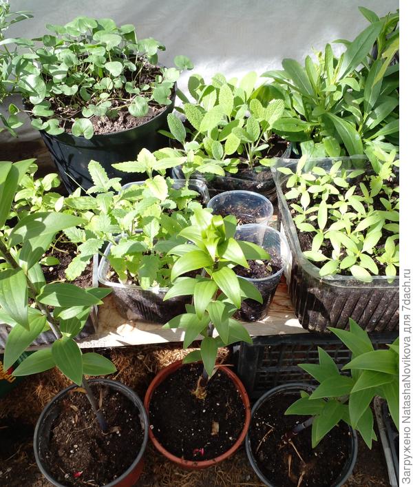 лилии проросли в холодильнике и в горшочках растут бегом ОТ "конка"