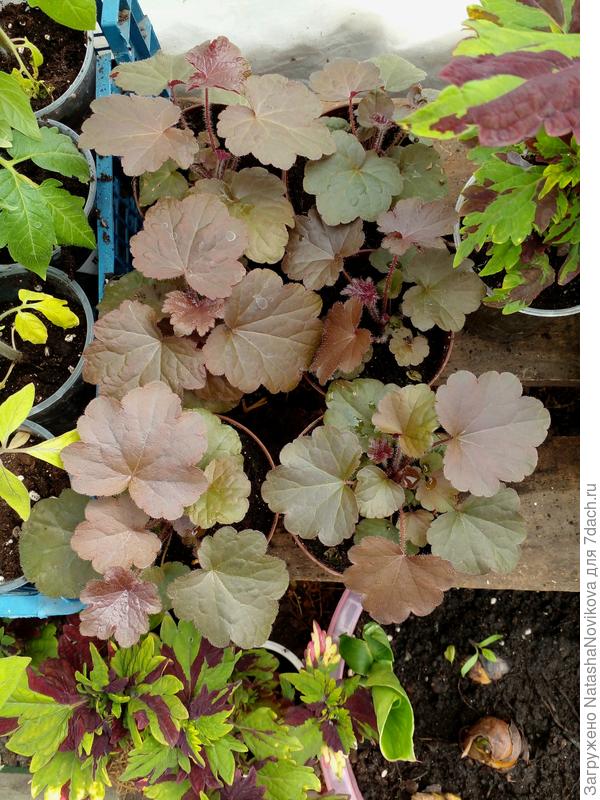 очередная любимка))