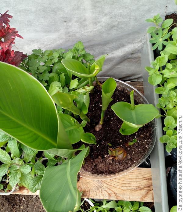 канны торопятся