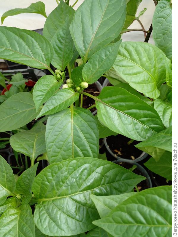 уговариваю, что бы потерпели)) вроде не капризничают))