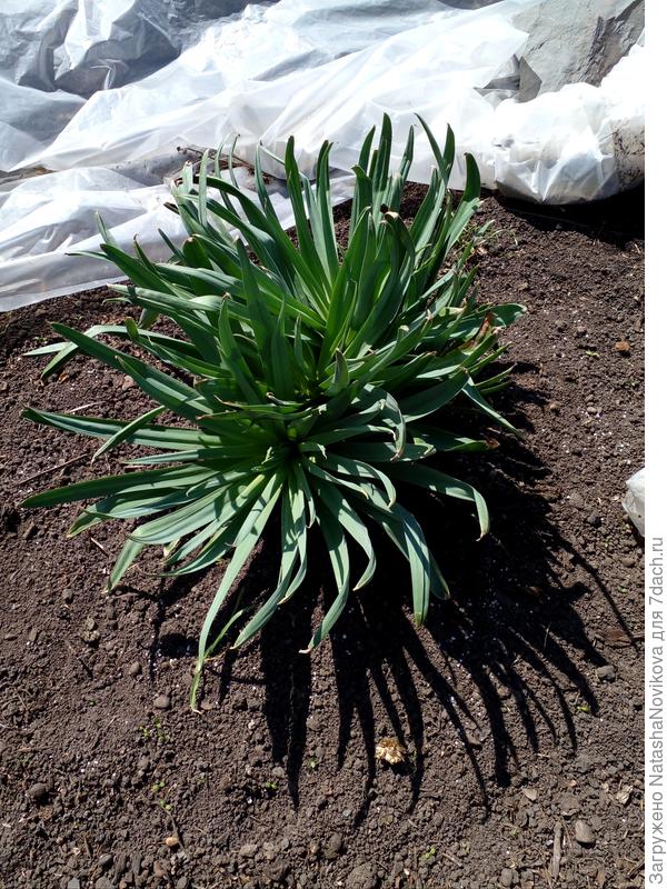 эремерус каждый вечер кутаю, маленько подмёрз, но живой, т.т.т.