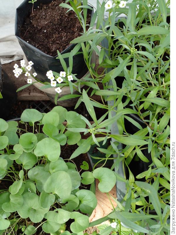 всё просится в клумбы, но май не пуЩает