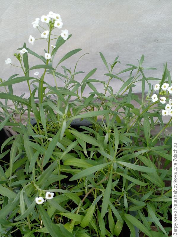 алиссум по третьему разу цветёт