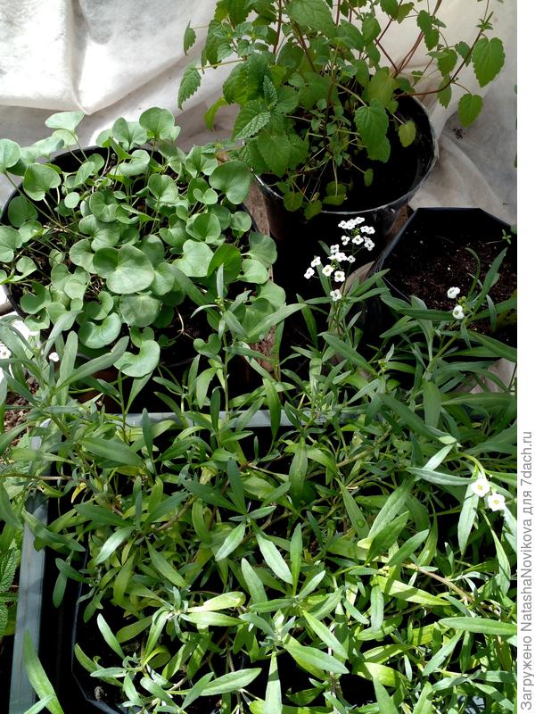 ну и в таком плане вся рассада хочет в землю, а май не может раскачаться теплом.