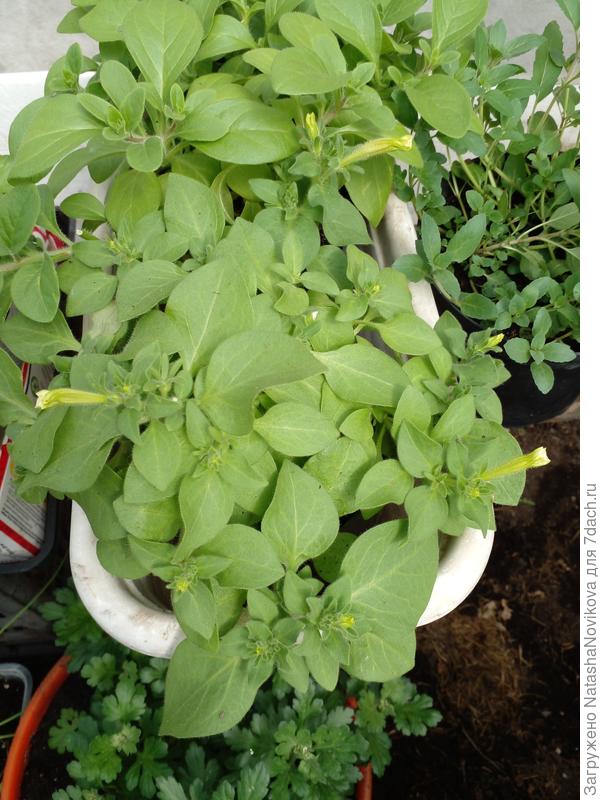 петуньки то же