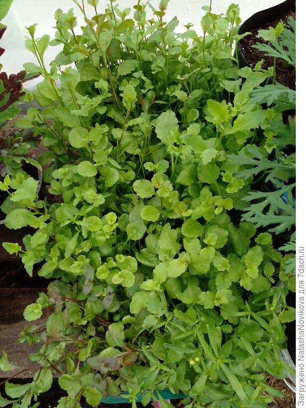 лобелии тесно, дней через пять буду высаживать