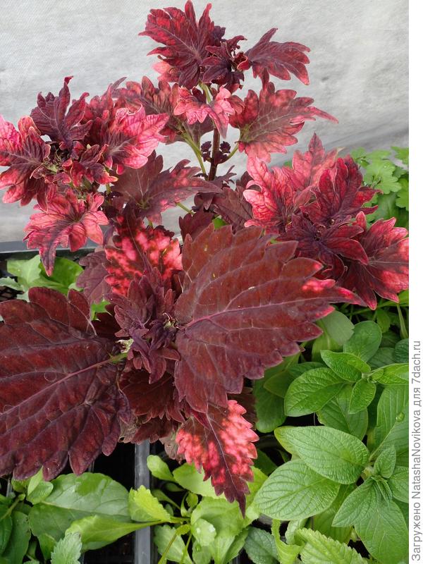 всё перерастает