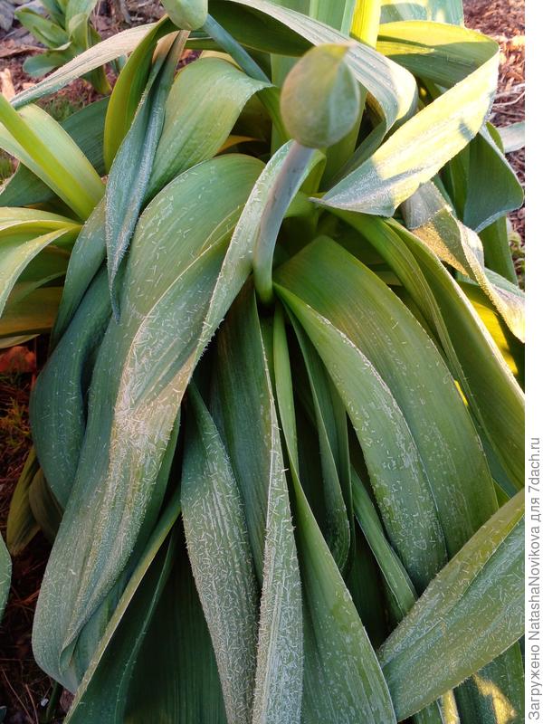 в прошлом году 21 мая почти замёрзли перед цветением