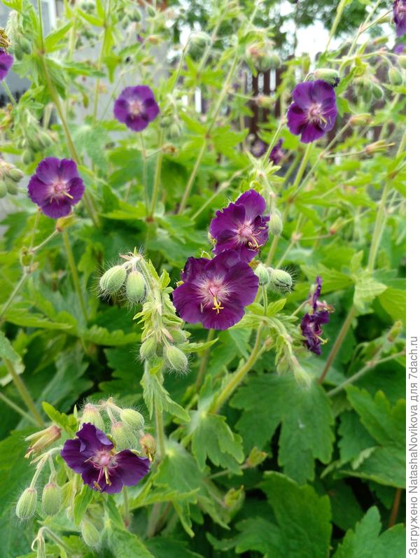 к середине июня герань уже отцветала