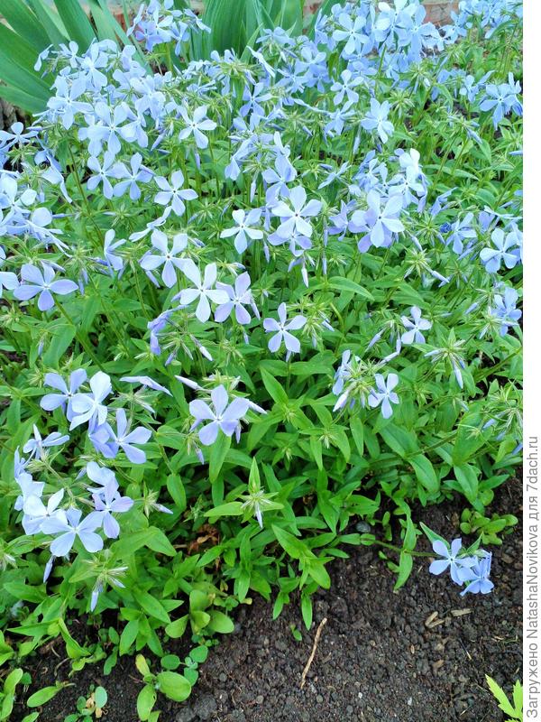 в конце мая зацвёл флокс растопыренный, высота растения чуть более 40 см