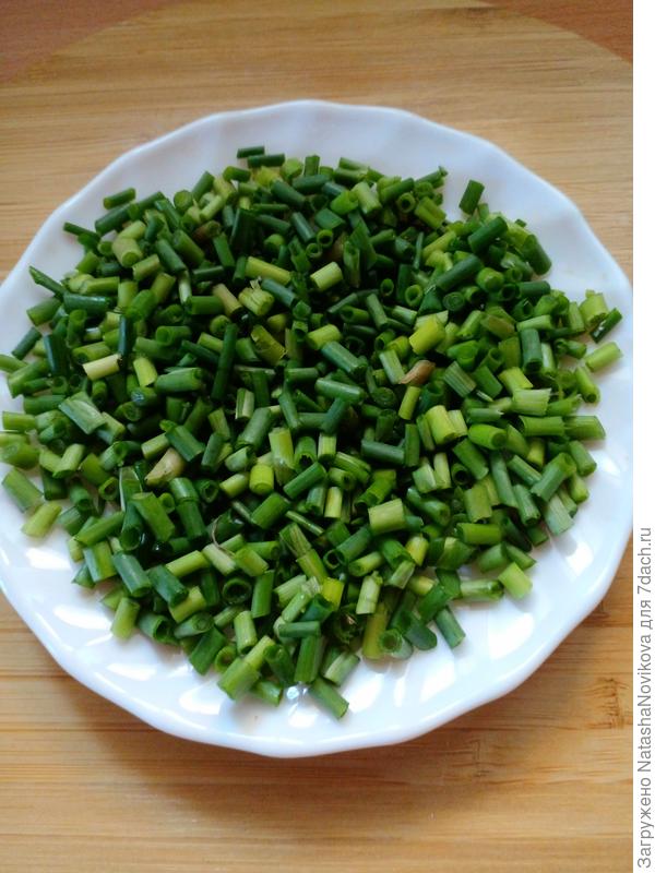 Шнитт-лук Богемия: ранний, вкусный и полезный. Секреты выращивания. Фото