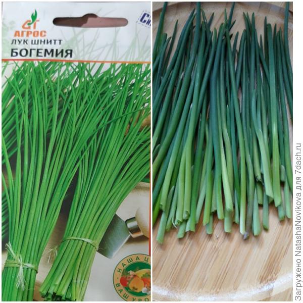 Шнитт-лук Богемия: ранний, вкусный и полезный. Секреты выращивания. Фото